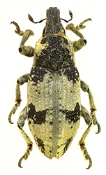 Bothynoderes affinis (Schrenk, 1781) [= Chromoderus fasciatu