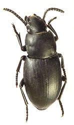 Dailognatha sp. 2