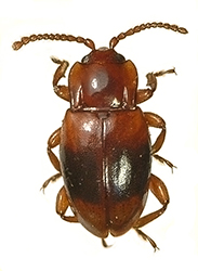 Lycoperdina succincta (Linnaeus, 1767)