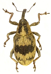 Tapinotus sellatus (Fabricius, 1794)