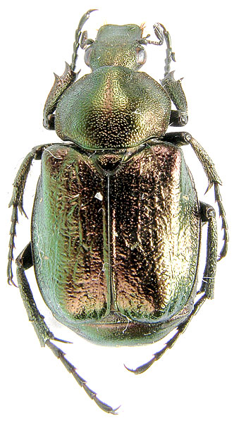 Gnorimus nobilis (Linnaeus, 1758)