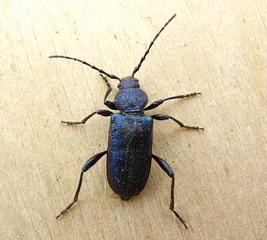 Callidium violaceum (Cerambycidae)