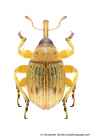 Nanophyidae