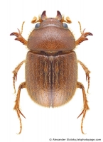 Ochodaeidae