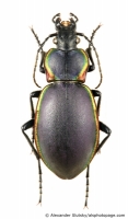 Carabidae