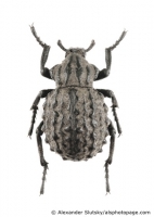 Brachyceridae