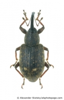 Erirhinidae