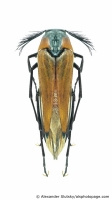 Ripiphoridae