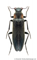 Melandryidae