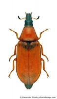 Melyridae