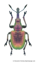 Rhynchitidae