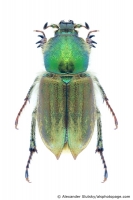 Glaphyridae
