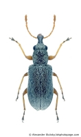 Nemonychidae