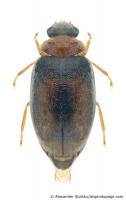 Scirtidae