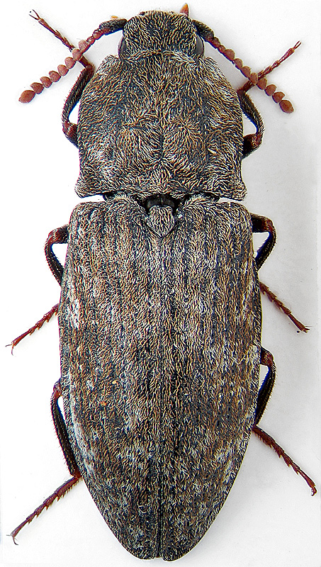 Agrypnus murinus L.