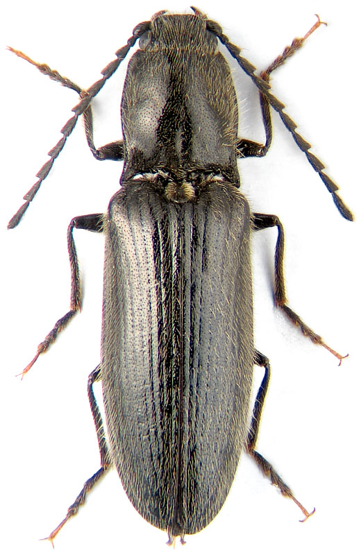Hemicrepidius niger L.