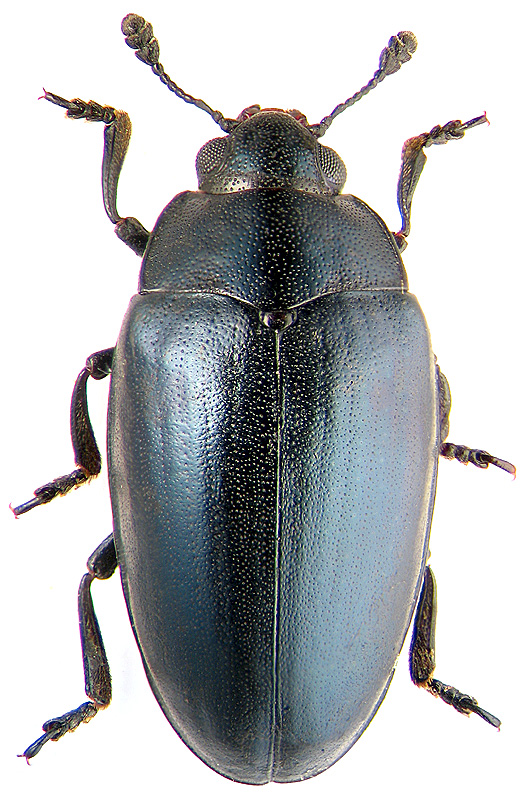 Aulacochilus sibiricus Rtt.