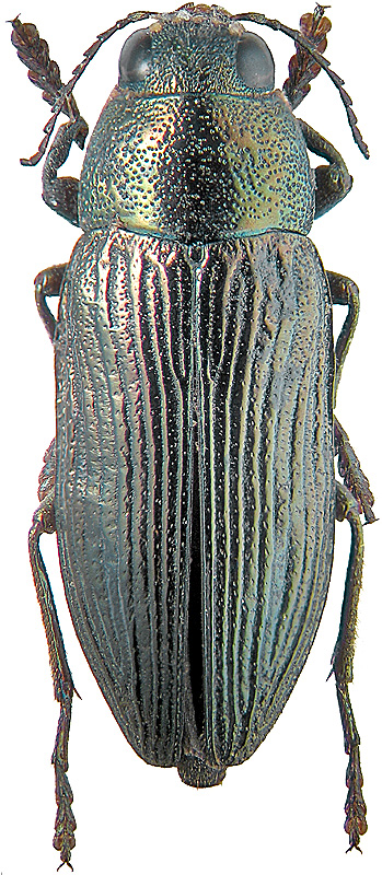 Buprestis haemorrhoidalis araratica  (Marseul, 1865)