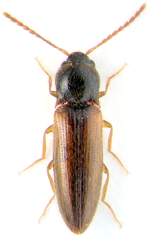 Dalopius marginatus L.