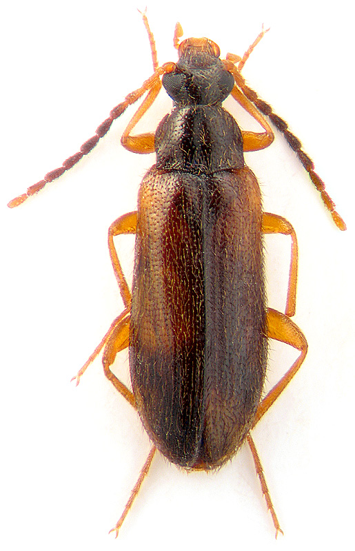 Mycetochara humeralis F.