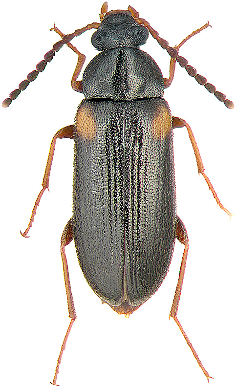 Mycetochara orientalis N.Dubr.
