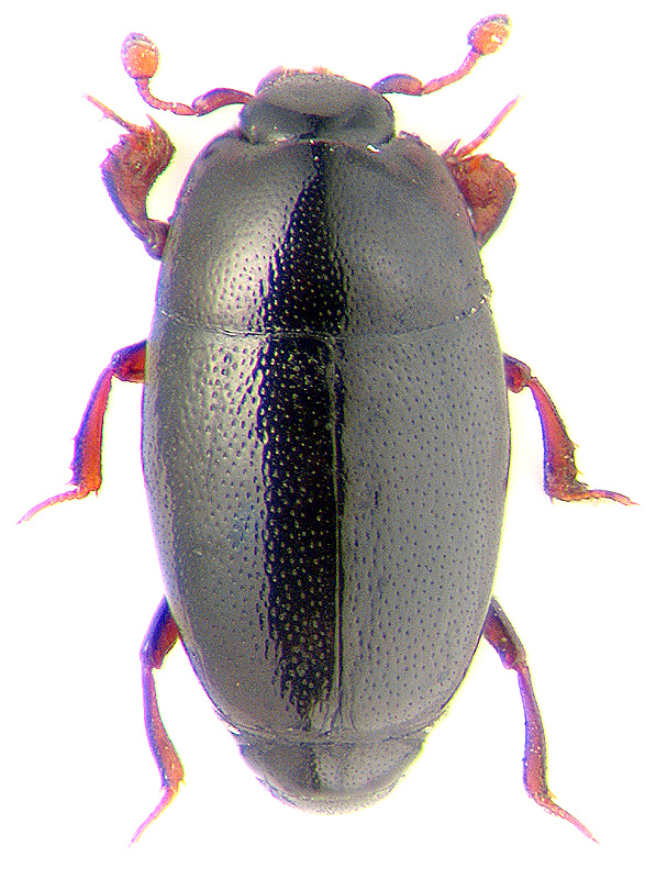 Paromalus flavicornis Kr.
