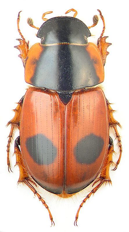 Aphodius (Acrossus) bimaculatus Laxm.