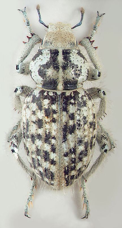 Deracanthus (Odontocnemus) fischeri (Zoubkoff, 1829)