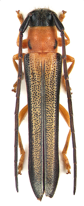 Oberea (s. str.) heyrovskyi Pic