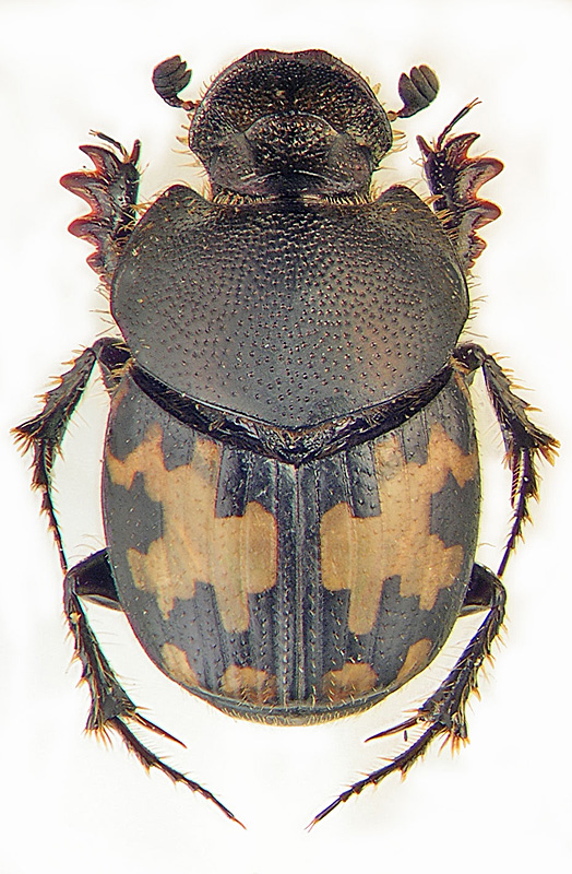 Onthophagus leucostigma Stev.