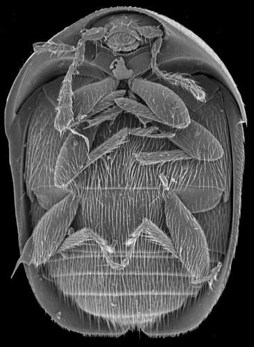Sericoderus lateralis (Gyllenhal, 1827)