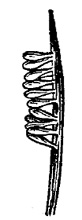 Sospita (Myzia) oblongoguttata (L., 1758)