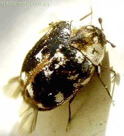  Anthrenus sp. (Dermestidae)