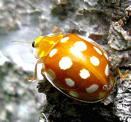 Halyzia sedecimguttata (Linnaeus, 1758)