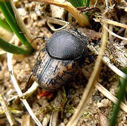 Onthophagus (Palaeonthophagus) nuchicornis (Linnaeus, 1758)
