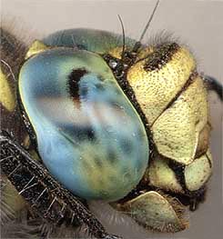Head of dragonfly Aeschna juncea