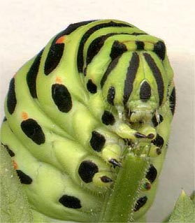 Butterfly caterpillar Papilio machaon