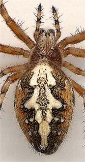 Spider Aculepeira sp.