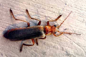  Cantharis sp. 2 (Cantharidae)