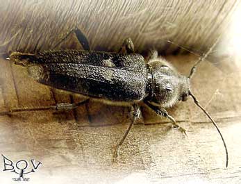   Hylotrupes bajulus (Cerambycidae)