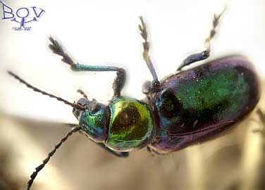   Chrysochares asiatica (Chrysomelidae)