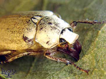   Polyphylla alba (Scarabaeidae)
