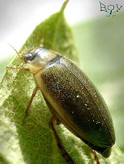  (Dytiscidae)