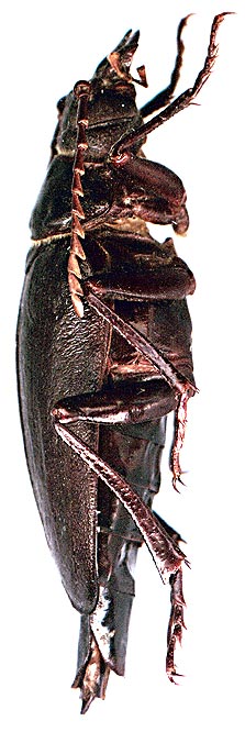 Psilotarsus brachypterus, female