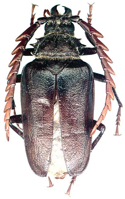 Psilotarsus brachypterus, male