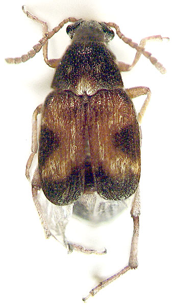 
   Callosobruchus maculatus 