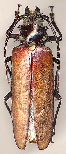 Callipogon relictus, female