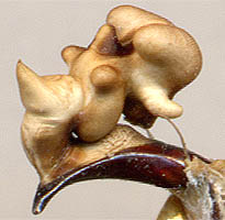 endofallus of Carabus clathratus