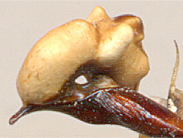  Carabus careniger