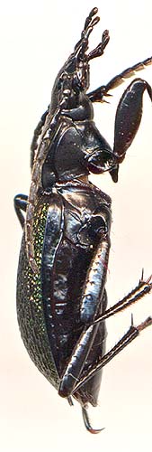 Carabus gaschkewitschi, 